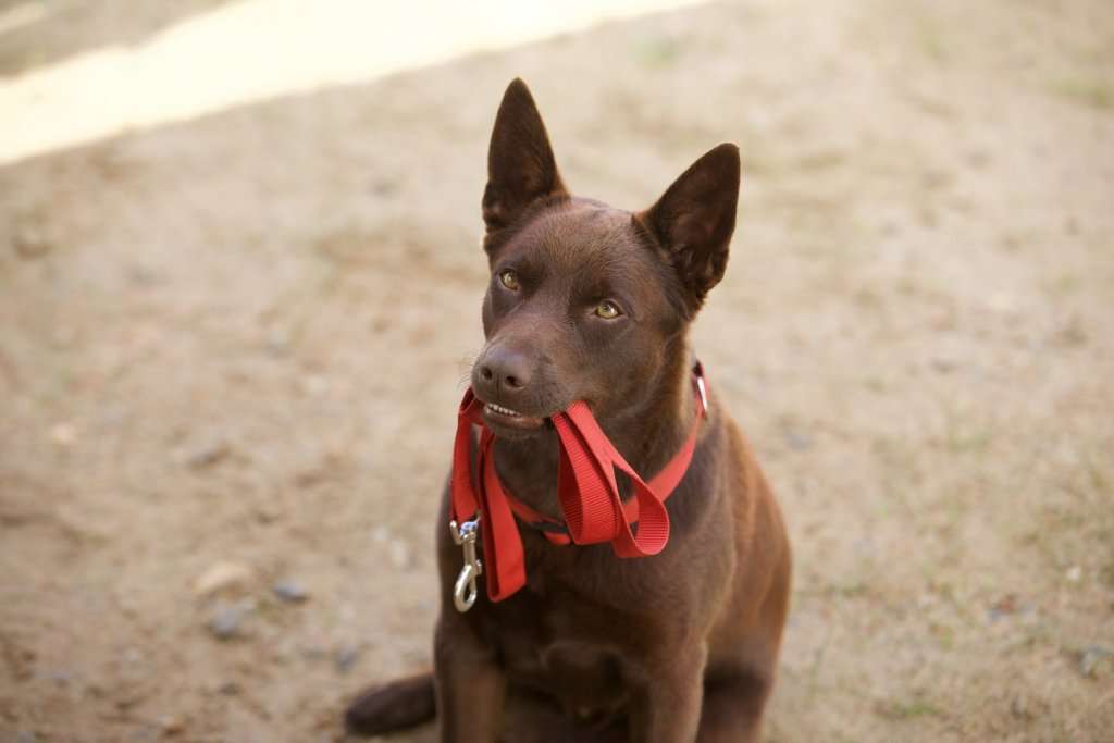 Hero As Koko Asks To Go For A Walk 1024x683