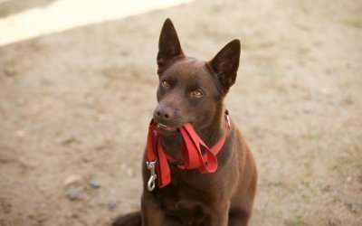 Koko:  A Red Dog Story (2019)