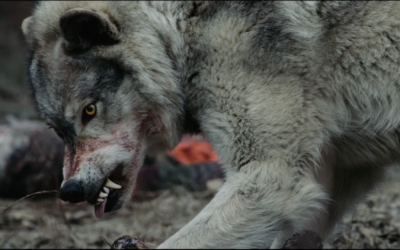 Out Come the Wolves (2024)